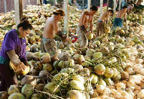 Ben Tre Coconut | Local Coconut From Bến Tre Province, Southeast Asia