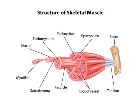 Structure Skeletal Muscle Anatomy by Tigatelu on Dribbble