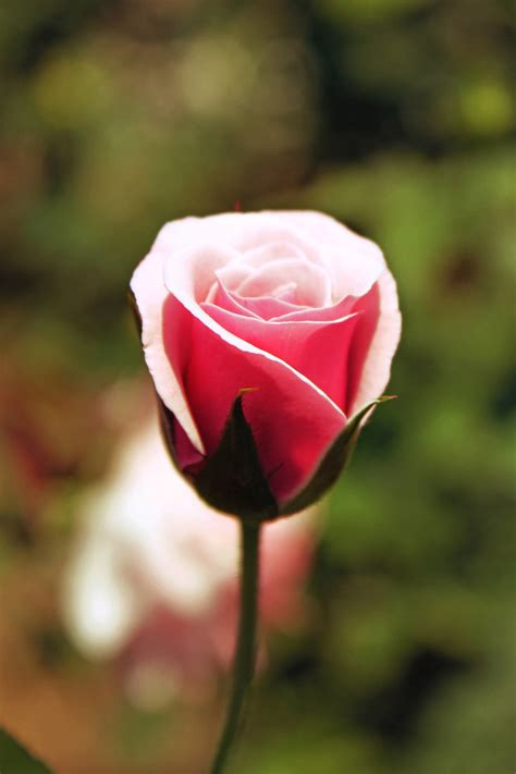 Download Pink Rose Flower Wallpaper | Wallpapers.com