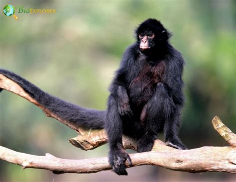 Peruvian Spider Monkey Characteristics | Ateles Chamek Diet & Facts