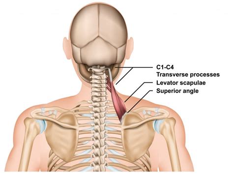 WHAT IS A MUSCLE KNOT, AND HOW CAN I MAKE IT FEEL BETTER? - Physit