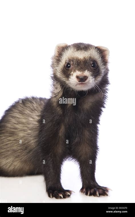 Cute sable ferret headshot isolated on white background Stock Photo - Alamy