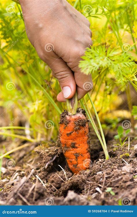 Hand Pulling Carrot in Vegetable Garden Stock Photo - Image of outdoors ...