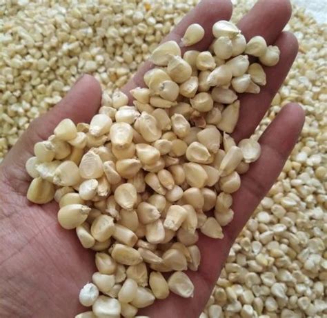 Seeds White Maize Seed, High in Protein at Rs 31/kg in Ahmedabad | ID ...