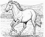 Realistic Horse Coloring Pages To Print  Home sketch template