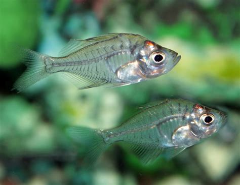 Glassfish Thai chandidParambassis wolffii for sale at azgardens.com