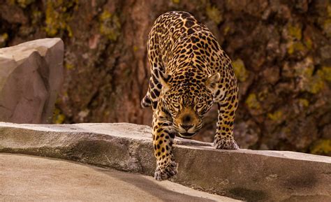 Woman attacked by jaguar while shooting selfies at zoo in Arizona