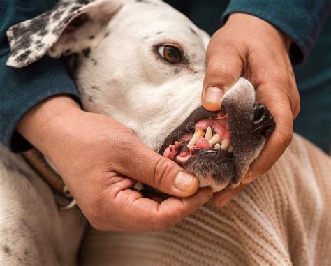 Epulis in a dog stock image. Image of hands, neoplasm - 242156839