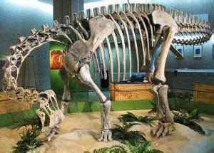 Saltasaurus Facts, Habitat, Diet, Fossils, Pictures