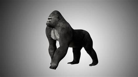 Gorilla 3D Model Rigged and Low Poly Game ready - Team 3d Yard