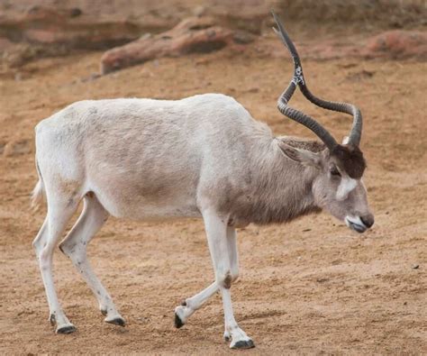 10 Incredible Facts About the Addax - Factopolis