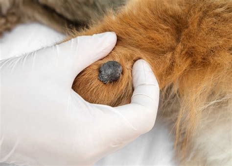 20 Pictures of Dog Warts + Veterinarian Advice