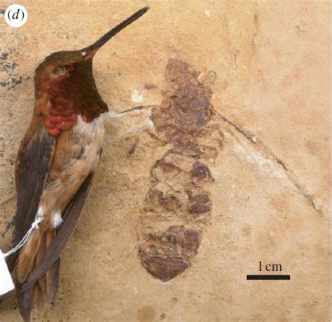 Catalogue of Organisms: What to do with a Dead Hummingbird