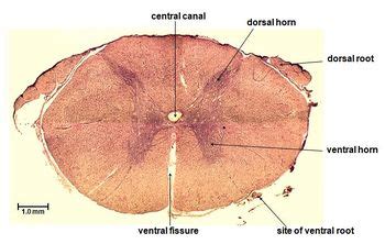 Central Nervous System - Histology - WikiVet English