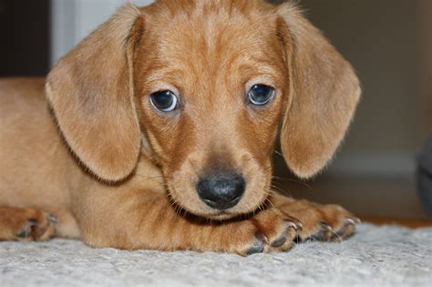 Dachshund Puppies Northern California - Puppies Pict