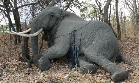 Trophy hunting in Africa: 'Hunt operators are conservationists first ...