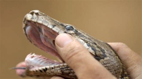 Python Attack Photos - Dangerous Encounters - National Geographic Channel - Middle East - English