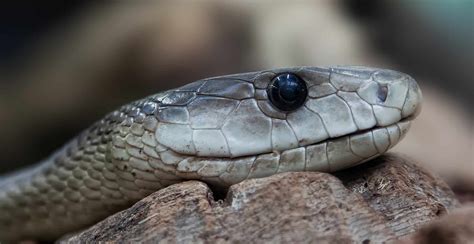 Black mamba vs King cobra fight comparison- who will win?