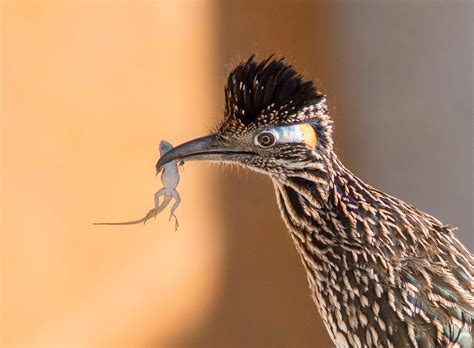 Greater Roadrunner | Audubon Field Guide