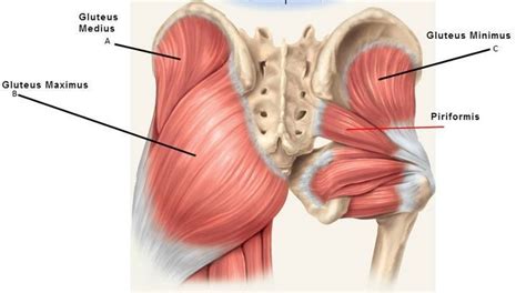 GLUTES - A Real Pain in the Butt! - Eclipse Therapies