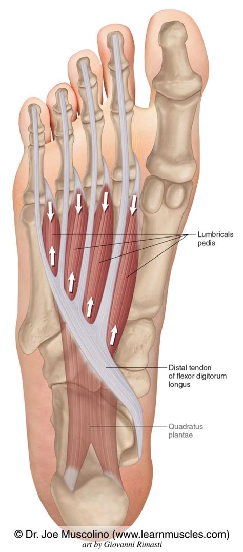 Lumbricals Pedis - Learn Muscles