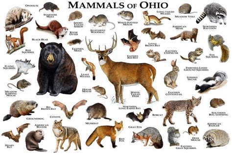 Mammals of Ohio Poster Print / Ohio Mammals Field Guide / | Etsy