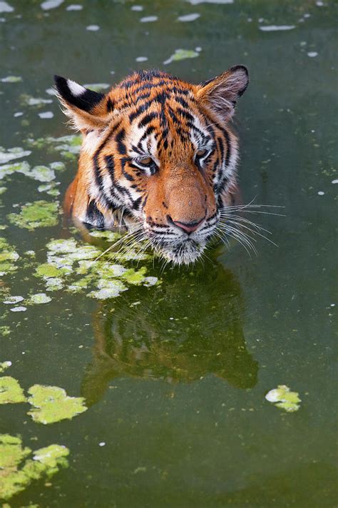 Tigers Playing In Water, Indochinese Photograph by Peter Adams - Fine Art America