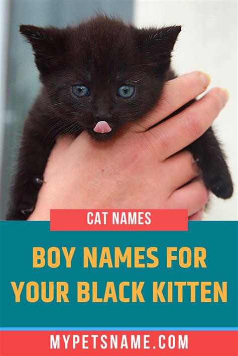 Boy Black Cat Names | Boy cat names black, Cat names, Funny cat names