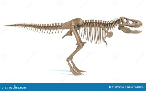 Tyrannosaurus Rex Skeleton stock illustration. Illustration of museum ...