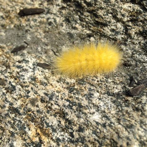 Virginian Tiger Moth Caterpillar (aka Yellow Woolly Bear Caterpillar ...