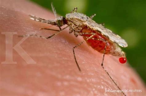 Apa Itu Nyamuk Anopheles? Ini Gejala dan Wilayah Endemik Malaria di ...