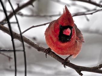 cardinal, bird, red, winter, branch | Pikist