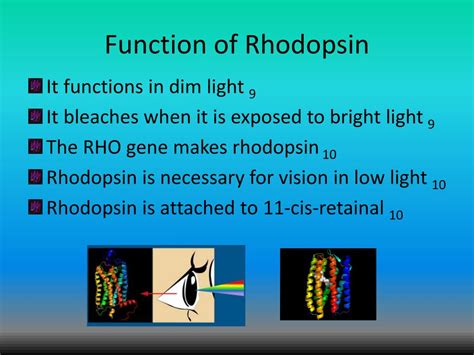 PPT - Rhodopsin PowerPoint Presentation, free download - ID:1871143