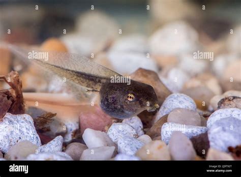 Issaquah, Washington State, USA. Pacific Tree Frog tadpole (also called a pollywog or polliwog ...