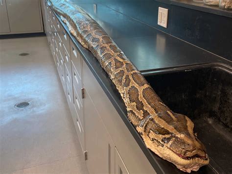 A record 19-foot-long Burmese python is caught in a Florida preserve : NPR