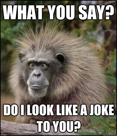 Monkey Jokes