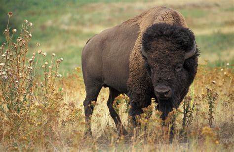 File:American bison k5680-1.jpg - Wikipedia