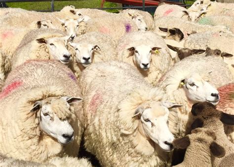 'Some sheep breeds have a higher resistance to parasites than others' - Agriland.ie