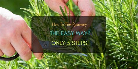How To Trim Rosemary The Easy Way? Only 5 Steps! (With images) | Rosemary flower, Prune rosemary ...