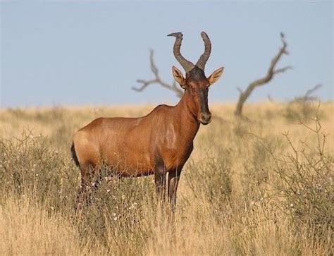 The red hartebeest is a species of even-toed ungulate in the Bovidae family found in Southern ...