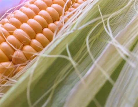 Premium Photo | Close-up of corn on the cob