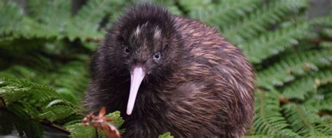 Wildlife Officials Save Baby Kiwi in 'Severely Cracked' Egg by Using Masking Tape - ABC News