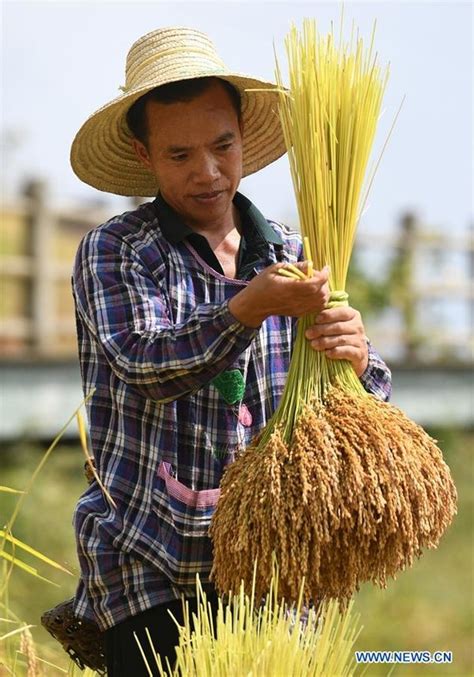 Farmers Harvest Rice in South China's Guangxi - All China Women's ...