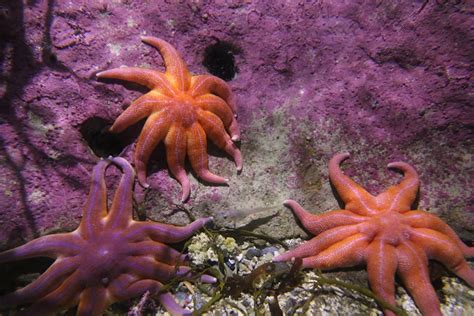 brown starfish on gray sand photo – Free Image on Unsplash