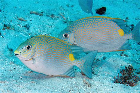 Ikan Baronang (Siganus sp) - Biota Dunia Perairan