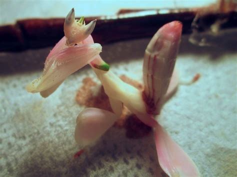 Female Orchid Mantis | Orchid mantis, Orchids, Praying mantis