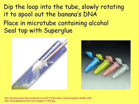 PPT - BANANA DNA EXTRACTION PowerPoint Presentation, free download - ID:2455317