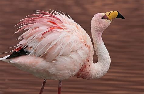 The Birds of the Andes - WorldAtlas