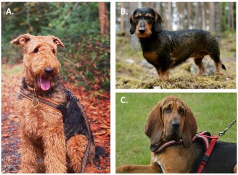 Boarhounds | Encyclopedia MDPI