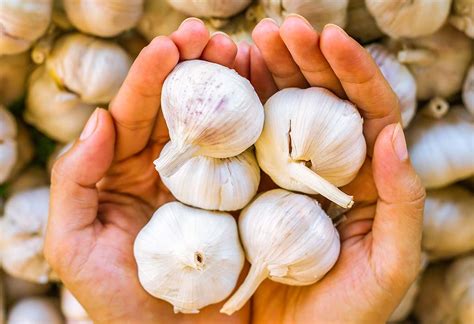 What is Garlic’s Effect on Blood Pressure?